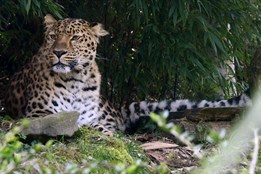 Tři vzácní levharti po deseti letech: Zoo Olomouc slaví výjimečný přírůstek
