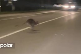 Klokan Emil poskakoval řidičům před auty v Hlučíně. Utekl na dobrodružnou výpravu