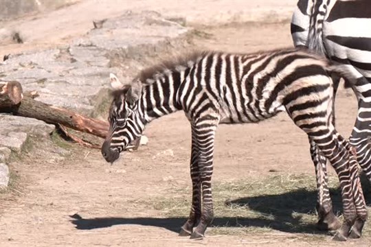 Liberecká zoo přivítala na svět samečka zebry bezhřívé
