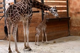 Olomoucká zoo slaví 75. žirafí mládě