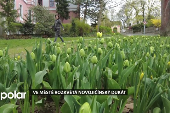 Ve městě rozkvétá Novojičínský dukát