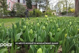 Ve městě rozkvétá Novojičínský dukát