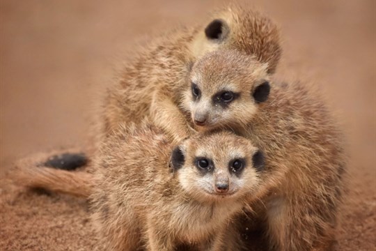 Teplo pro lemury i tygry: ZOO Plasy prosí veřejnost o pomoc s přechodem na zelenou energii