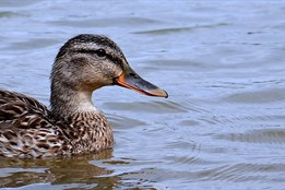 Na Klatovsku se vyskytla ptačí chřipka, veterináři utratili desítky ptáků
