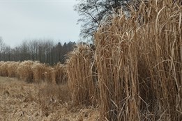 Pozor na „obří rákos“: Ozdobnice zplaňuje do české přírody a vytlačuje původní druhy i na Rokycansku