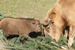 Rohy pakoně, nos losa a jméno Bumi: Zoo Plzeň oslavila křtiny vzácného takina