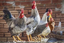 V Uherském Hradišti se potvrdila ptačí chřipka. Veterináři vyzývají k opatrnosti