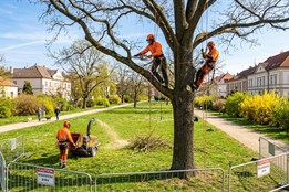 Sokolov investuje do zeleně: Padesát stromů v ulicích čeká jarní omlazení