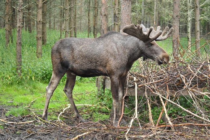 Los, ilustrační foto