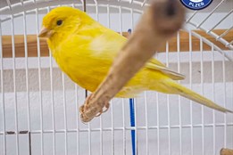 Neobvyklý cestovatel. V hale vlakového nádraží létal kanárek