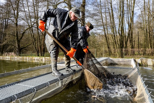 Velikonoční ryba z Košináře: Plzeňské sádky startují prodej za loňské ceny