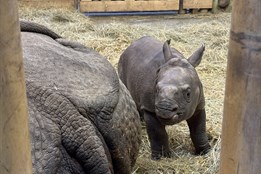 Mládě nosorožce v zoo Plzeň dostalo jméno Apu
