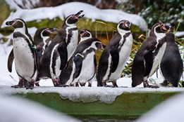 Do zlínské zoo za korunu? Jasně, stačí přinést pololetní vysvědčení