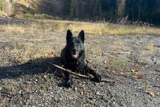 Zraněného a podchlazeného seniora našel v lese policejní pes Small