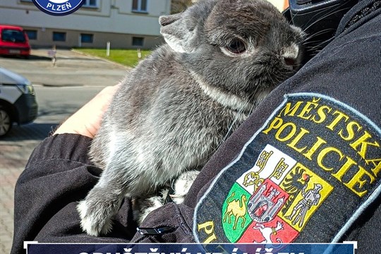 Nechybí vám doma roztomilý ušák? O jednoho se dočasně stará policie