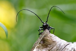 Do Rokycan za největšími poklady naší přírody