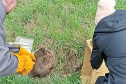 Podivný stopař u Puclic: Bobr evropský v příkopu čekal na odvoz, nakonec skončil v popelnici