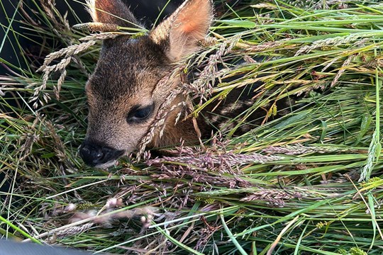 Sekačky se blíží: Karlovarský kraj volá o pomoc pro srnčata