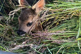 Sekačky se blíží: Karlovarský kraj volá o pomoc pro srnčata