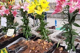 Sezóna čerstvých chutí začíná: Karlovarské farmářské trhy jsou zpět