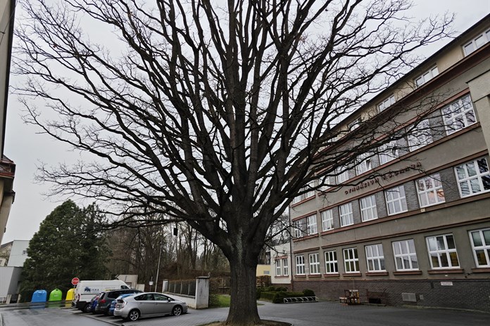 Památný dub letní před budovou domažlického gymnázia