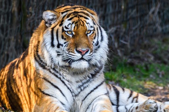 Tygr Ambasador se zabydluje ve zlínské zoo. Spojení se Sambou plánují chovatelé v květnu