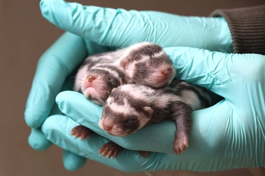 Plzeňská zoo hlásí unikát: V pavilonu Noční Afriky odchovali první mláďata zoril v republice