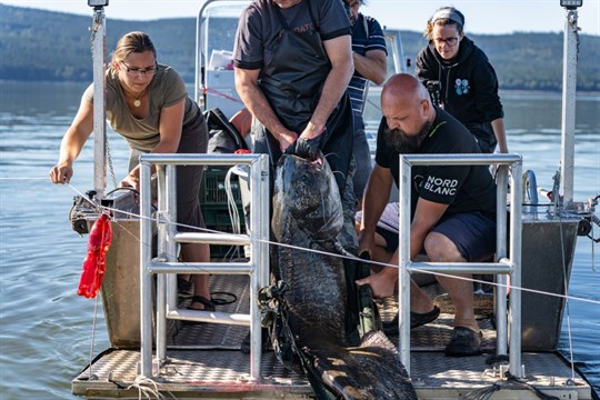 Češi nemusí za trofejním sumcem do Španělska, velké ryby nabízí i Lipno, ukazuje výzkum