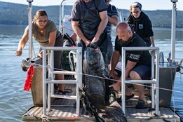 Češi nemusí za trofejním sumcem do Španělska, velké ryby nabízí i Lipno, ukazuje výzkum