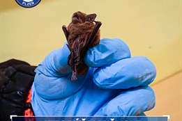 Otevřené okno způsobilo poplach, v budově školy létali netopýři