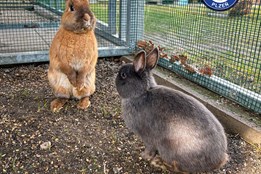 Bob a Bobek na útěku: Strážníci v Plzni naháněli králičí dobrodruhy s podběrákem