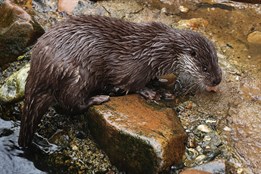 Plzeňská zoo slaví úspěšný rok: Vysoká návštěvnost i chovatelské úspěchy